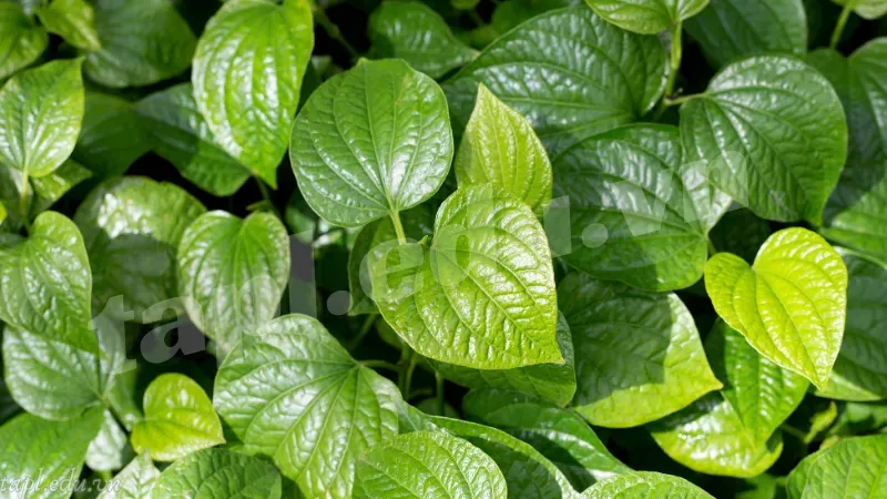 Chọn giống trồng lá lốt