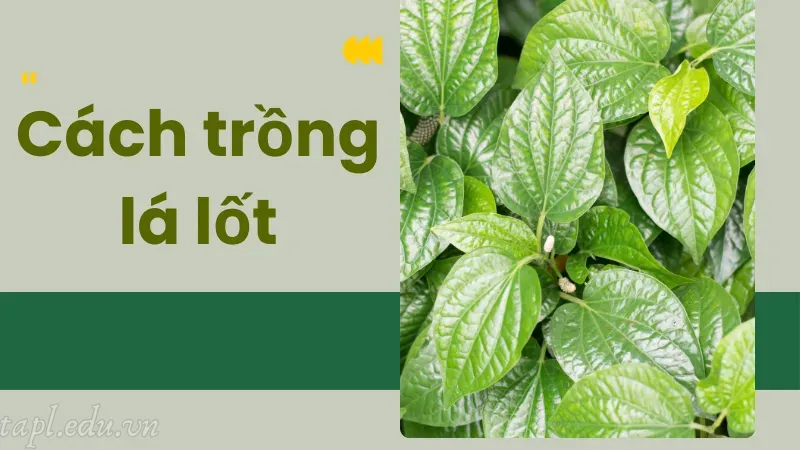 Cách trồng lá lốt