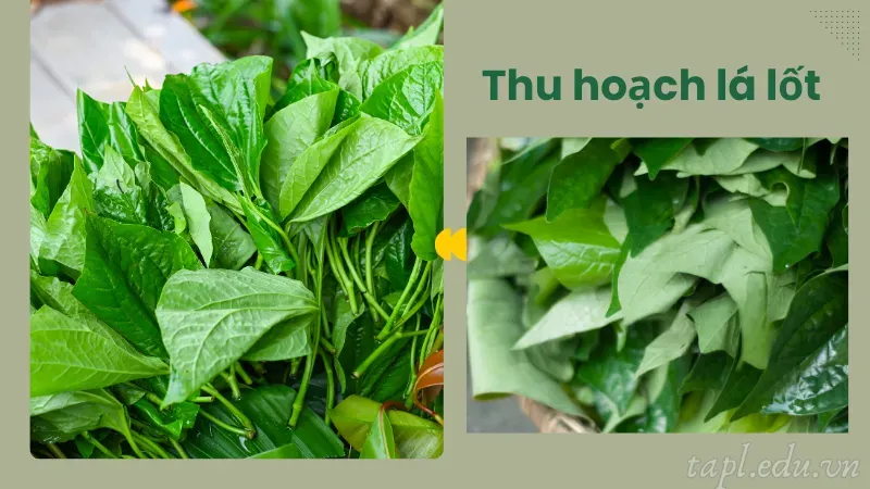 Thu hoạch lá lốt