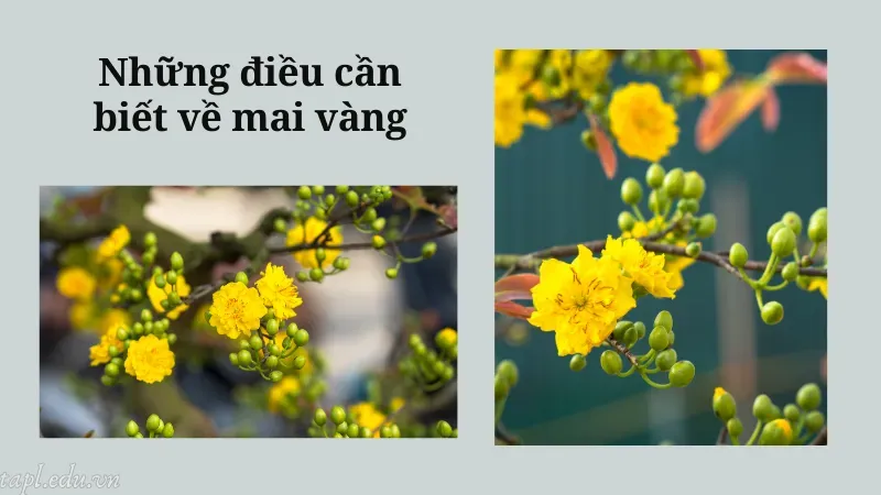 Những điều cần biết về mai vàng