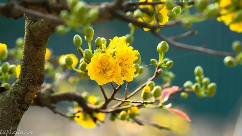 Giá trị của cây mai vàng