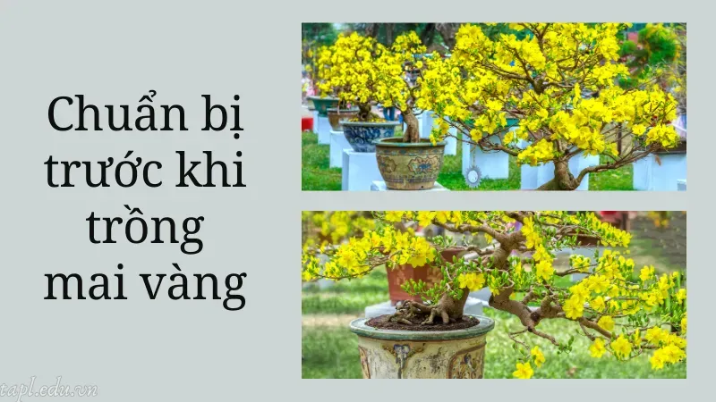 Chuẩn bị trước khi trồng mai vàng
