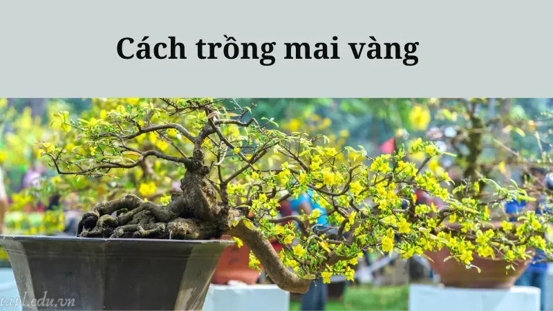 Cách trồng mai vàng