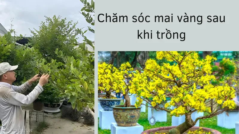 Chăm sóc mai vàng sau khi trồng