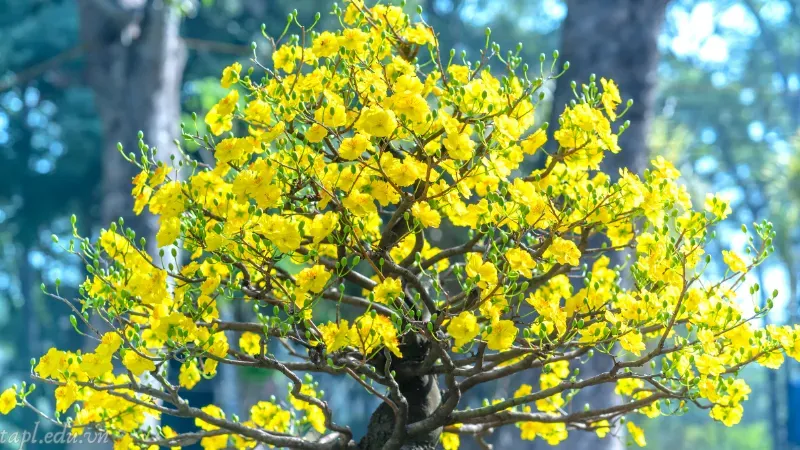 Lặt lá cho mai vàng