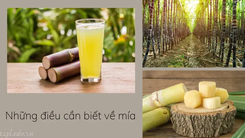 Những điều cần biết về mía