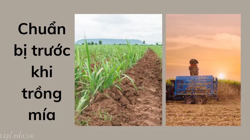Chuẩn bị trước khi trồng mía