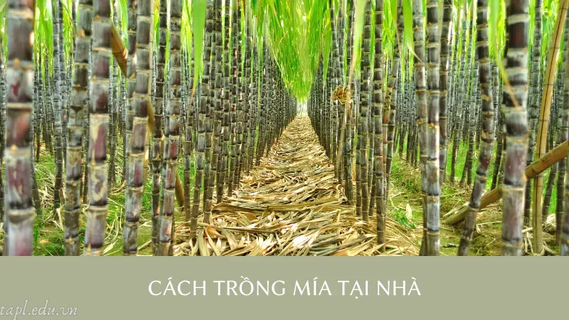 Cách trồng mía hiệu quả
