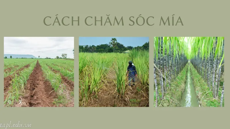 Cách chăm sóc mía 