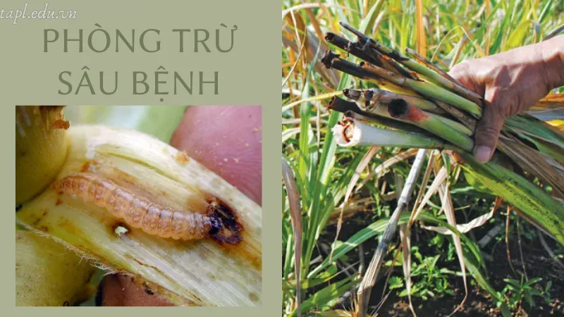 Phòng trừ sâu bệnh cho cây mía