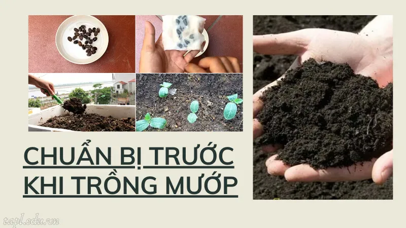 Chuẩn bị trước khi trồng mướp