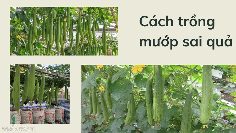 Cách trồng mướp sai quả