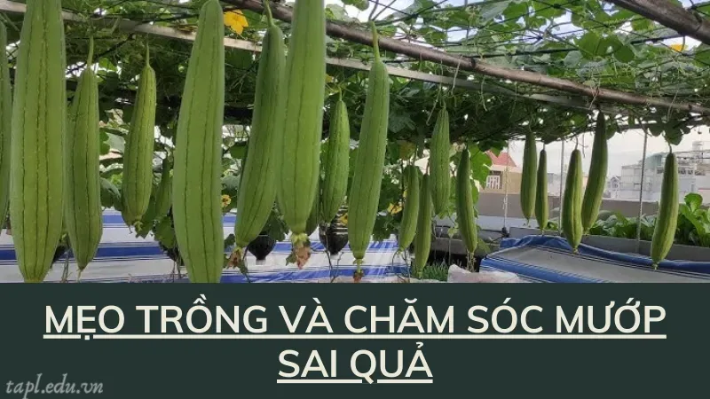 Mẹo trồng và chăm sóc mướp sai quả