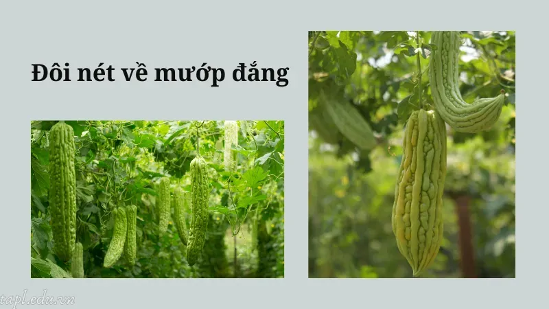 Đôi nét về mướp đắng