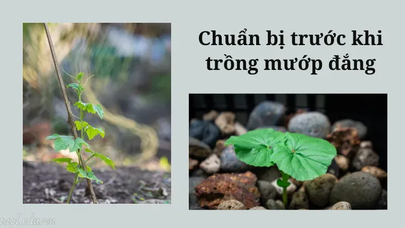 Chuẩn bị trước khi trồng mướp đắng