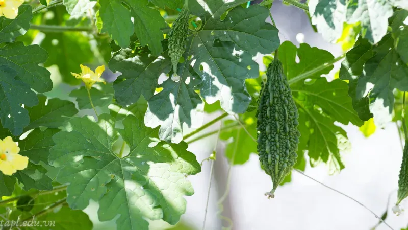 Chuẩn bị dụng cụ làm vườn