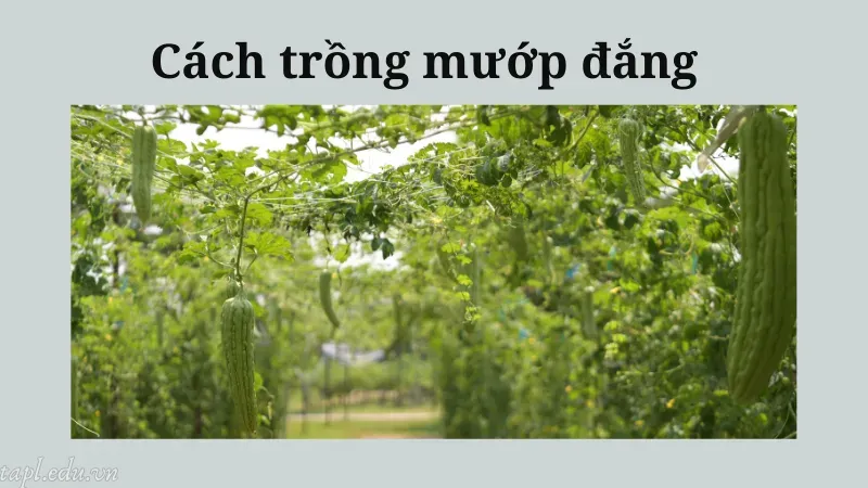 Cách trồng mướp đắng