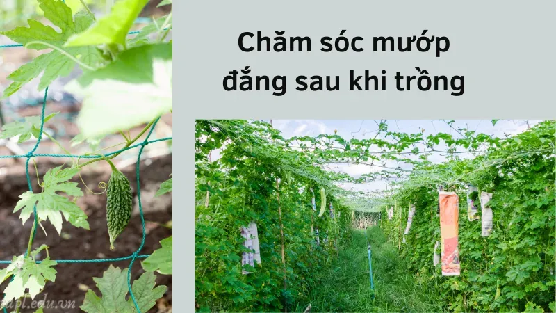 Chăm sóc mướp đắng sau khi trồng