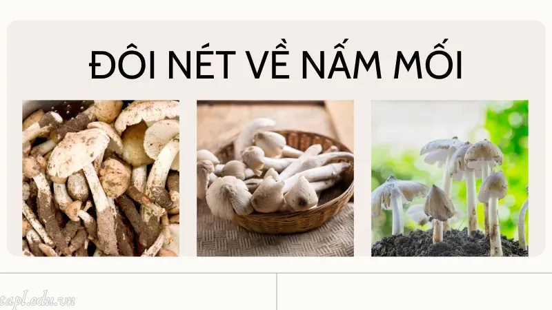 Đôi nét về nấm mối 