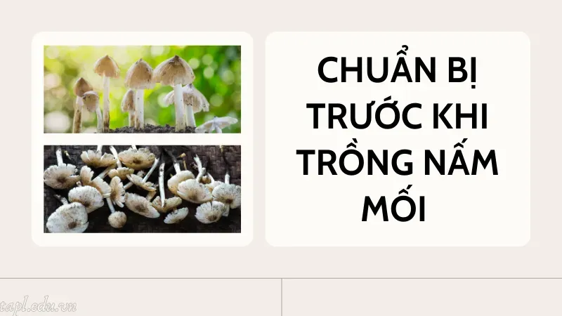 Chuẩn bị trước khi trồng nấm mối 