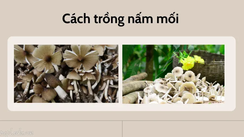 Cách trồng nấm mối 