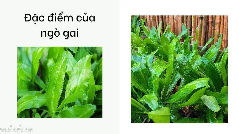 Đặc điểm của ngò gai