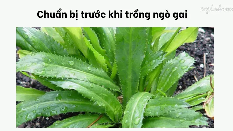 Chuẩn bị trước khi trồng ngò gai
