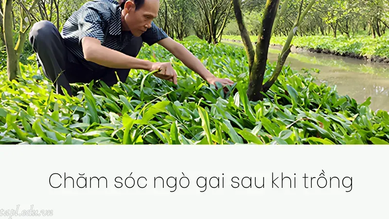 Chăm sóc ngò gai sau khi trồng