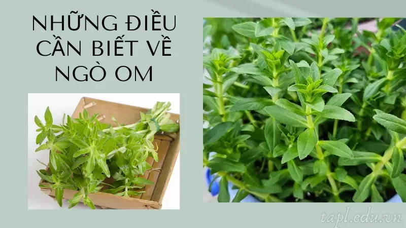 Những điều cần biết về ngò om