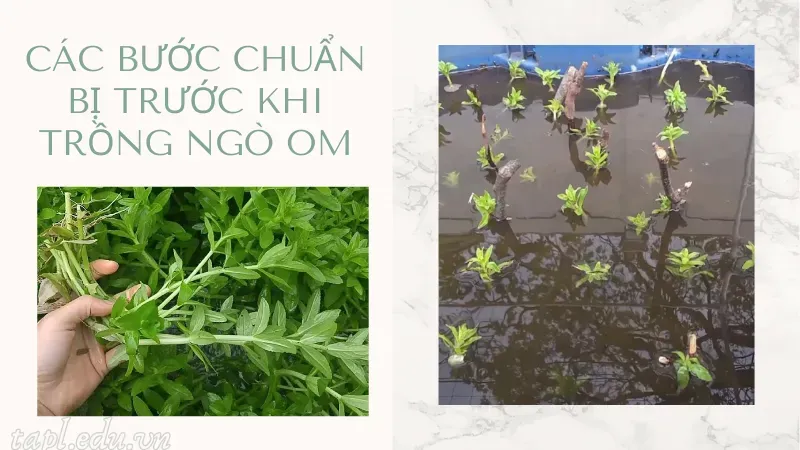 Các bước chuẩn bị trước khi trồng ngò om