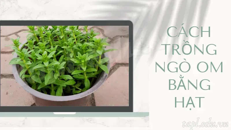 Cách trồng ngò om bằng hạt