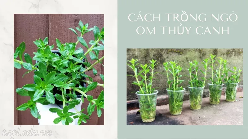 Cách trồng ngò om thủy canh