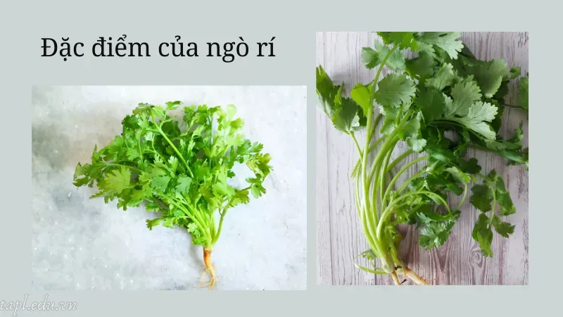 Đặc điểm của ngò rí