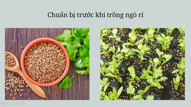 Chuẩn bị trước khi trồng ngò rí