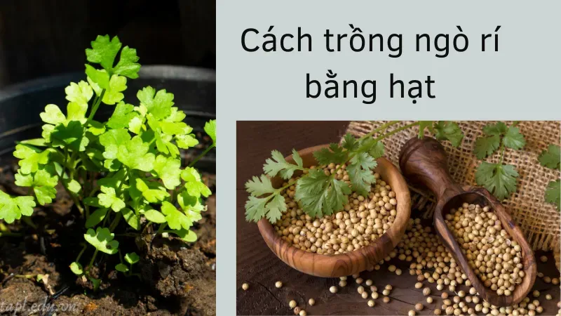 Cách trồng ngò rí bằng hạt