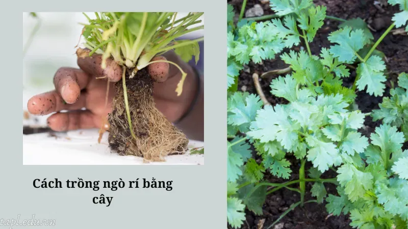 Cách trồng ngò rí bằng cây