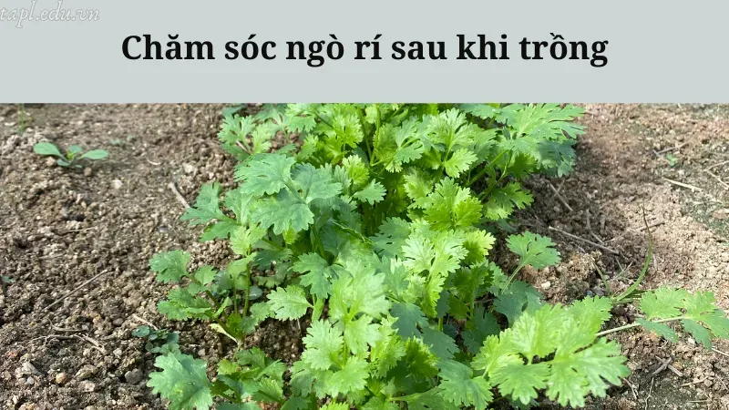 Chăm sóc ngò rí sau khi trồng
