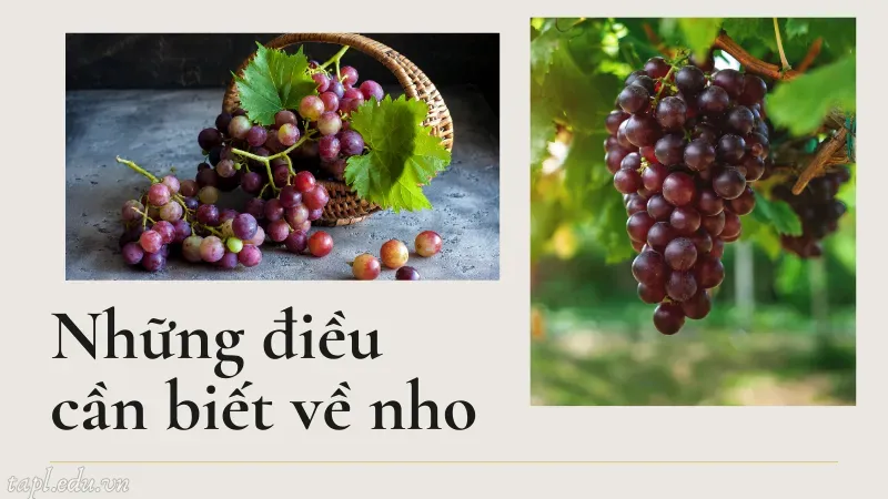 Những điều cần biết về nho