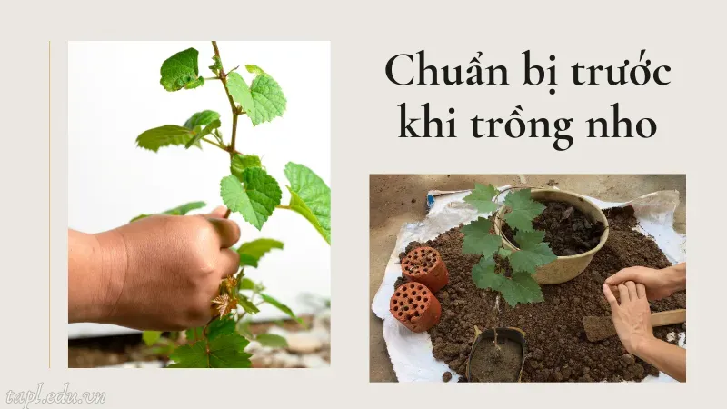 Chuẩn bị trước khi trồng nho
