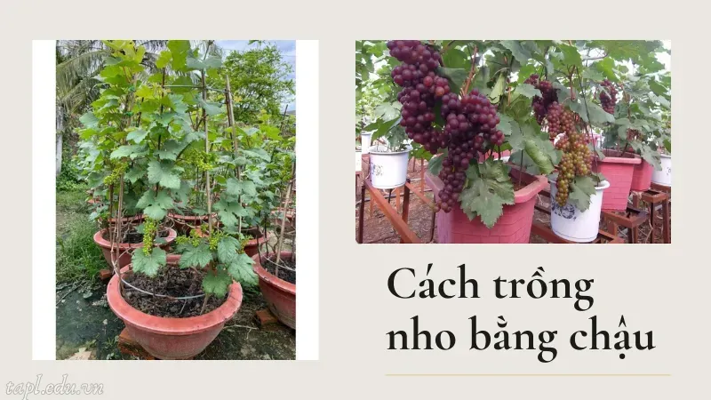 Cách trồng nho bằng chậu