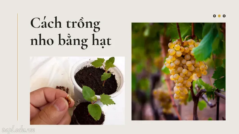 Cách trồng nho bằng hạt