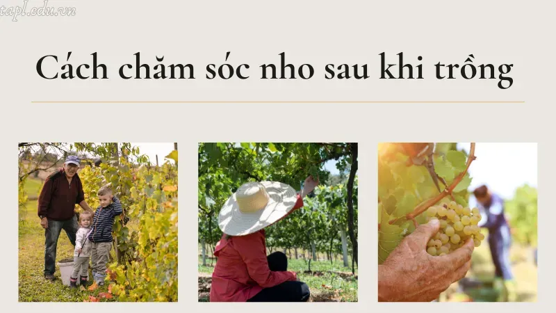 Cách chăm sóc nho sau khi trồng