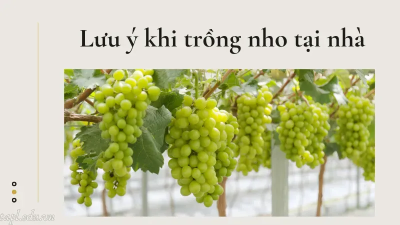 Lưu ý khi trồng nho tại nhà