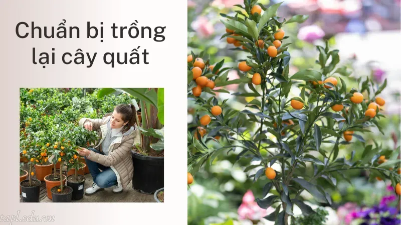 Chuẩn bị trồng lại cây quất