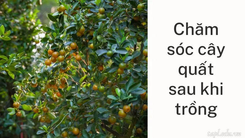 Chăm sóc cây quất sau khi trồng