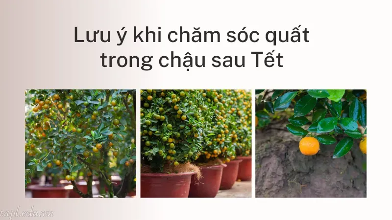 Lưu ý khi chăm sóc quất trong chậu sau Tết
