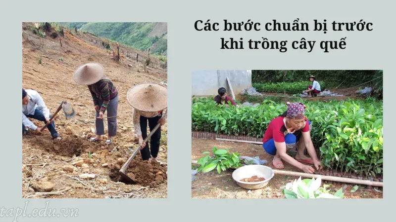 Các bước chuẩn bị trước khi trồng cây quế