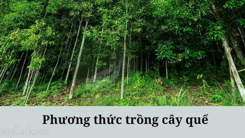 Phương thức trồng cây quế