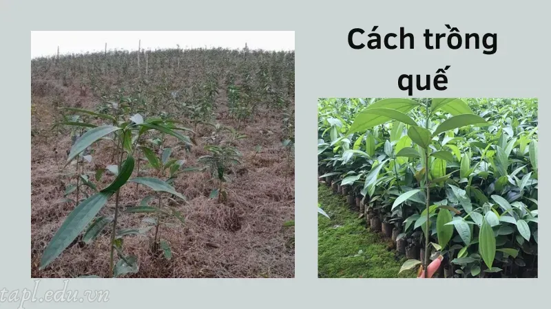 Cách trồng quế