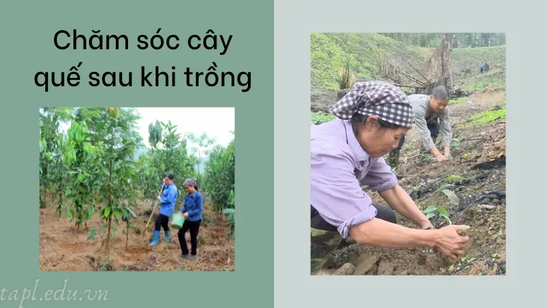 Chăm sóc cây quế sau khi trồng
